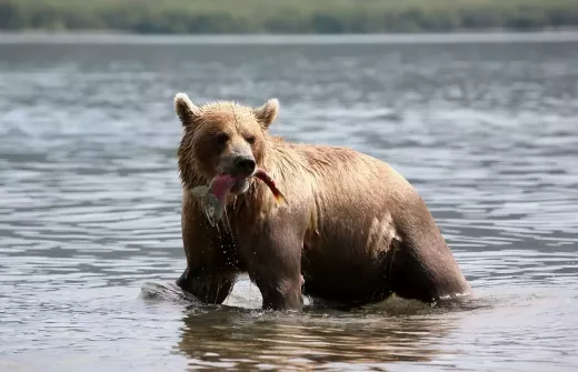 Comment pêcher le saumon