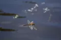 Découvrez les meilleures destinations de pêche à la mouche